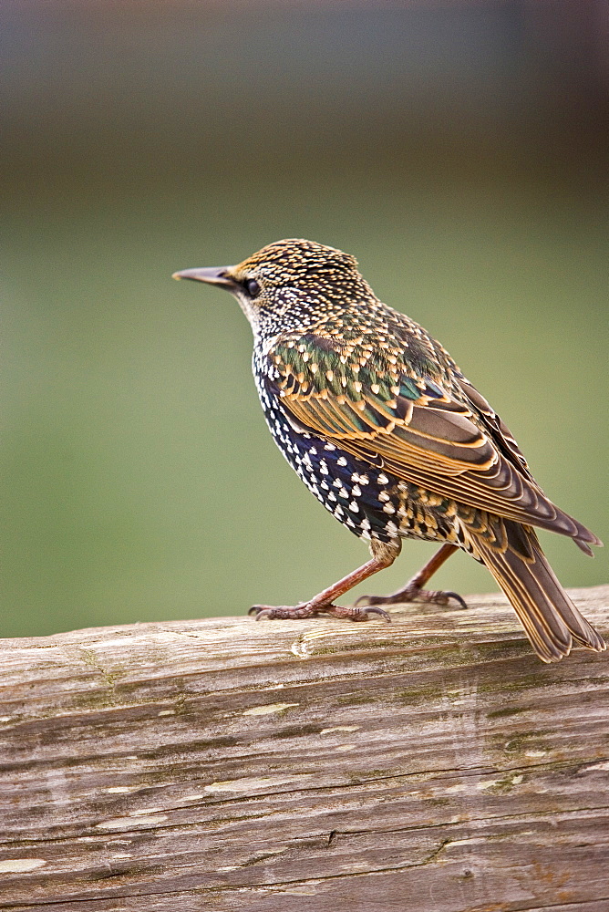 Starling by San Francisco bay, California, United States of America