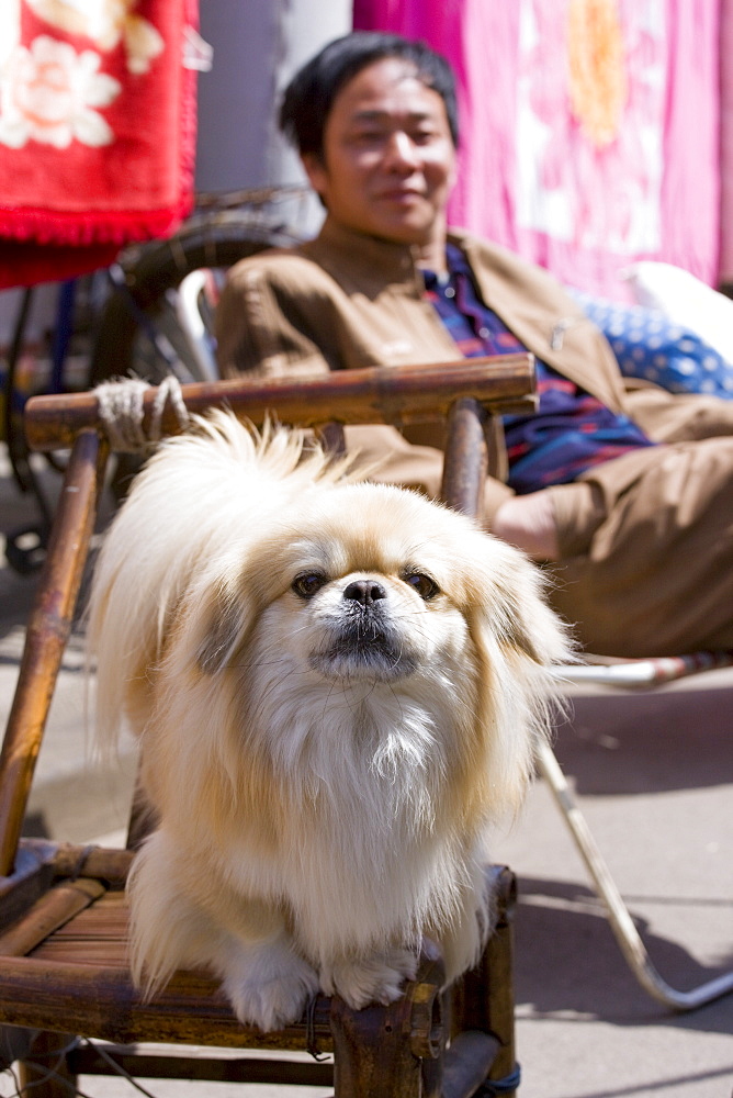 Man with local Pekinese dog in Zi Zhong Road, old French Quarter in Shanghai, China