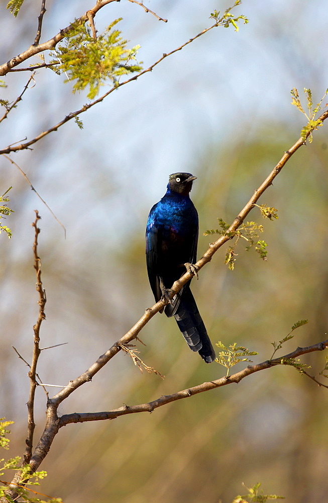 Rueppell's Glossy-Starling, Grumeti, Tanzania, East Africa