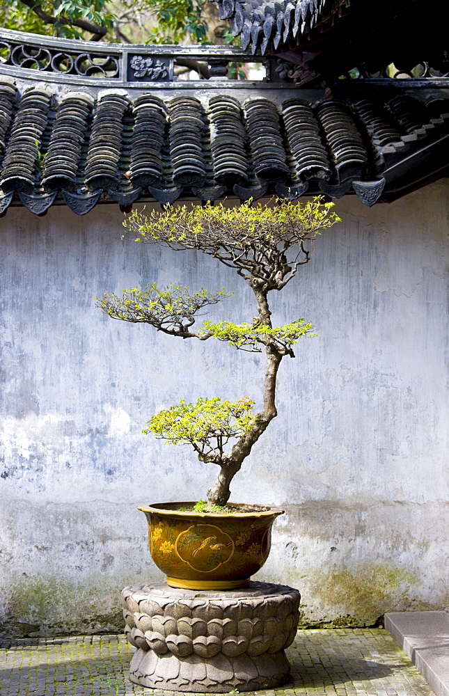 Bonsai tree in the Yu Gardens, Shanghai, China