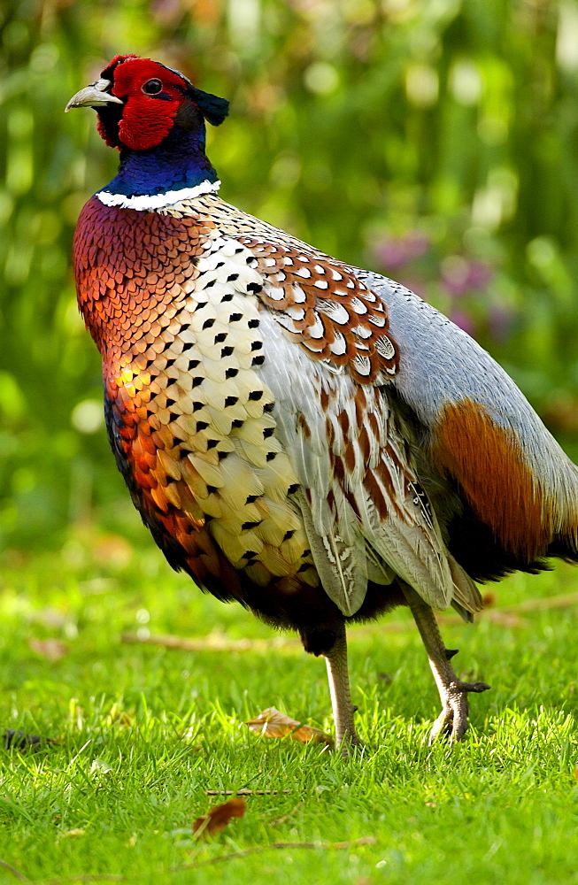 Male pheasant, Cotswolds, England