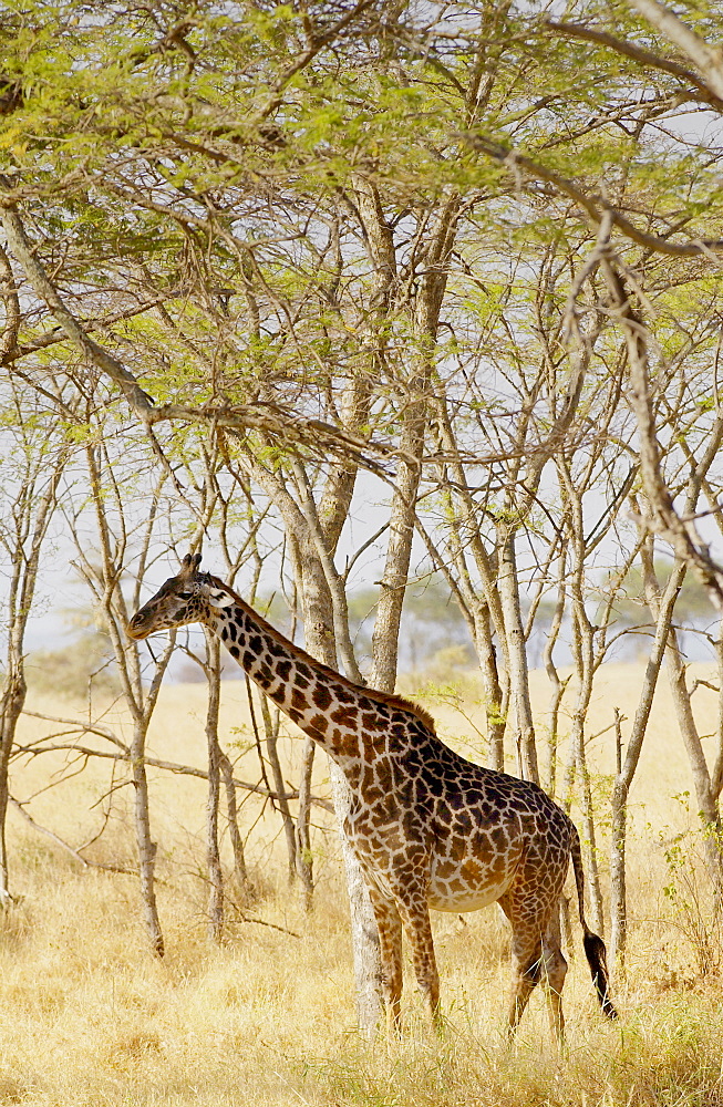 Giraffe, Grumeti, Tanzania