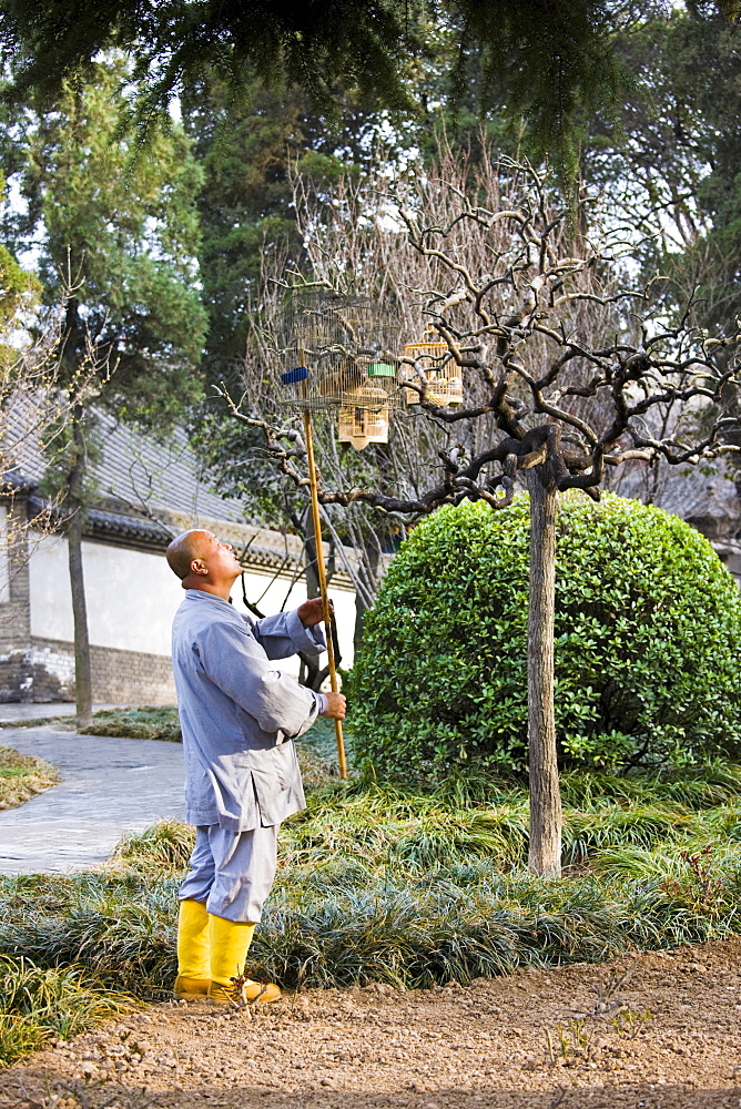 Monk hangs a caged Laughing Thrush onto a branch in the Monk's Garden, The Big Wild Goose Pagoda, Xian, China