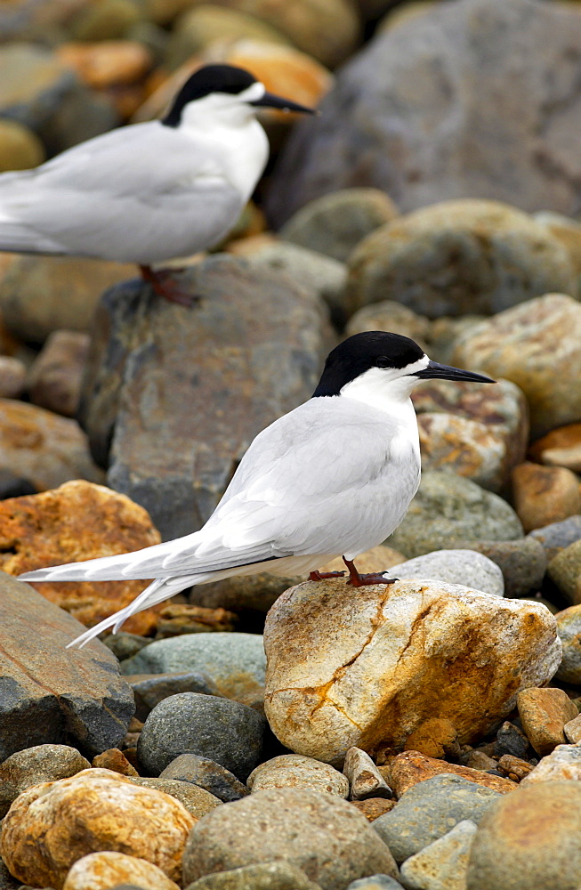 White-fronted terns (Sterna Striata)  in North Island, New Zealand