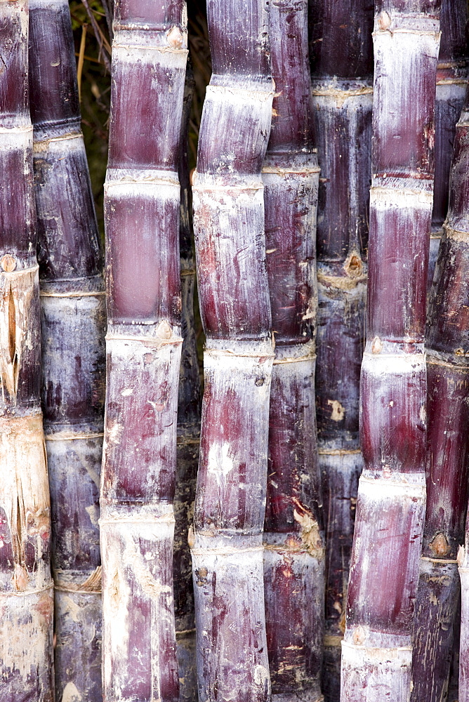 Sugar canes, Guilin, China