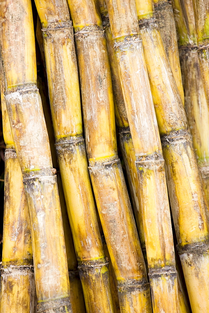 Bamboo canes, Guilin, China