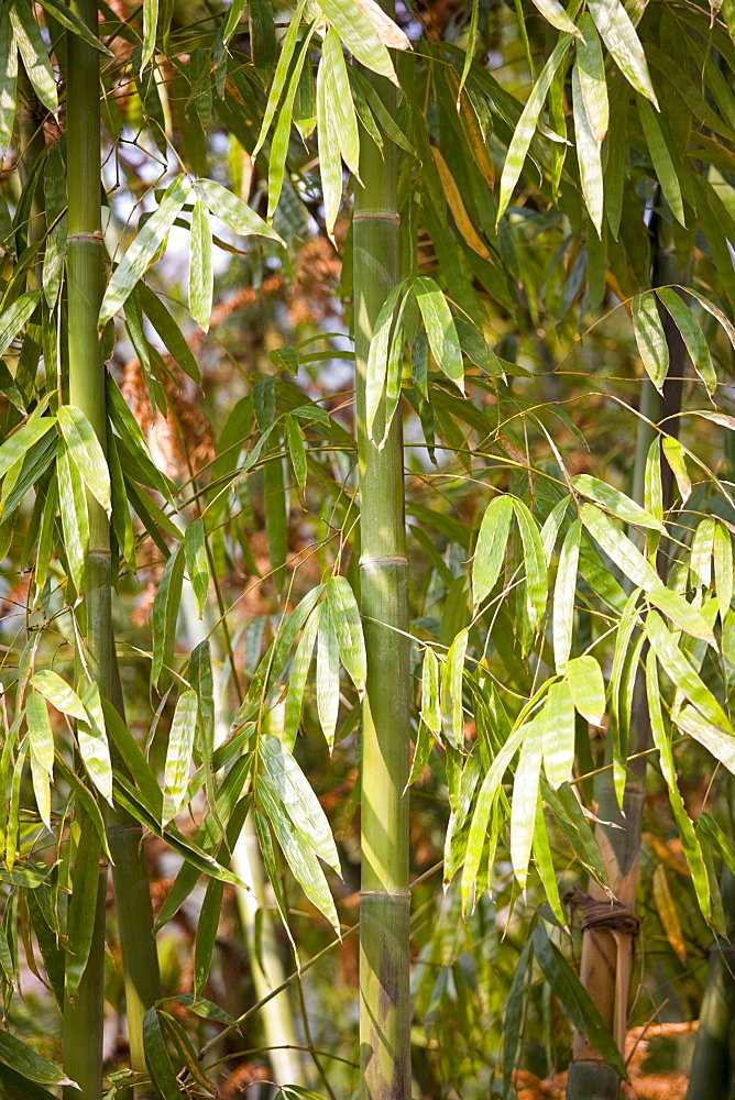 Bamboo canes, Guilin, China