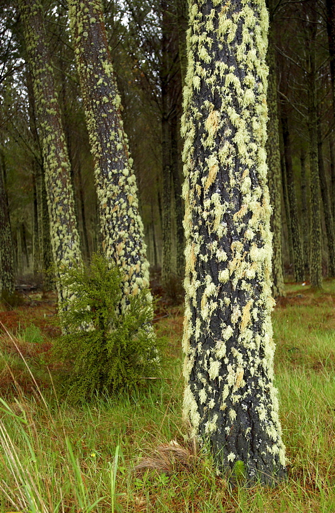 Moss and lichens on tree, North Island, New Zealand