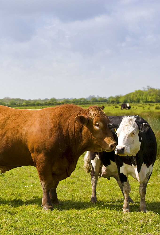 Brown Herefordshire bull and fresian cow in meadow in Gloucestershire