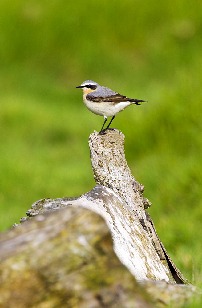 Male Wheatear bird, Oenanthe oenanthe,  on old log in Gloucestershire, UK