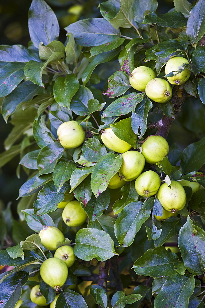 Apples growing in a country orchard, Herefordshire, England, United Kingdom