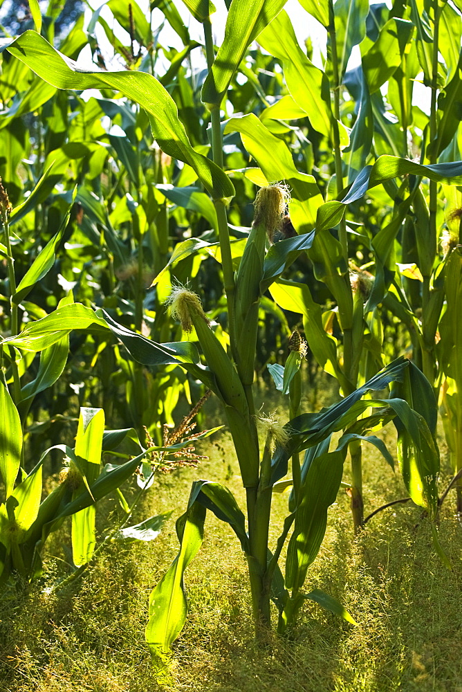 Maize crop in Foy, Herefordshire, England, United Kingdom