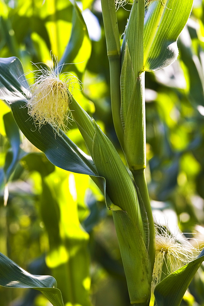 Maize crop in Foy, Herefordshire, England, United Kingdom