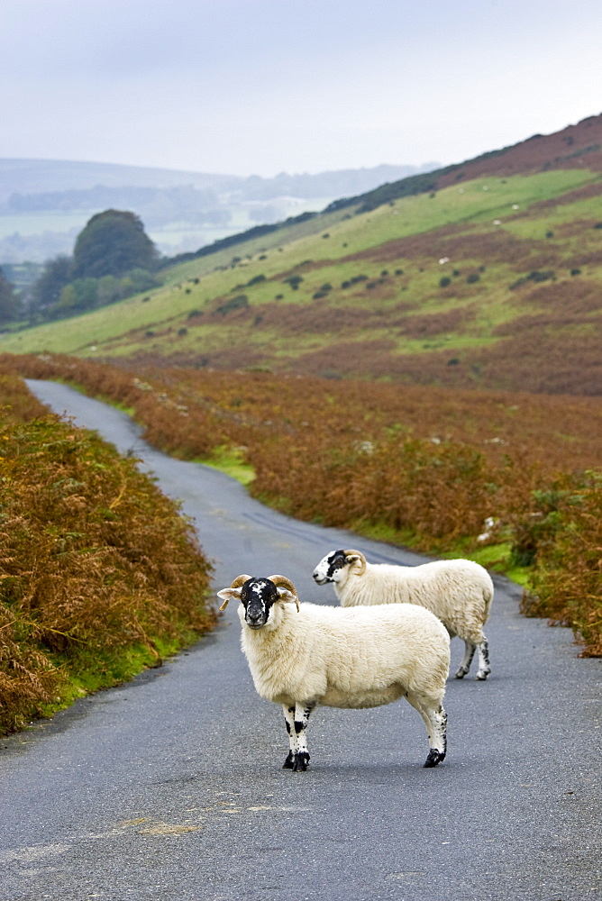 Blackfaced sheep in a country lane, Dartmoor, Devon,  United Kingdom