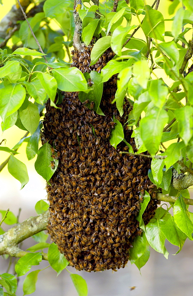 Honey bees swarming in a plum tree in the Cotswolds, UK