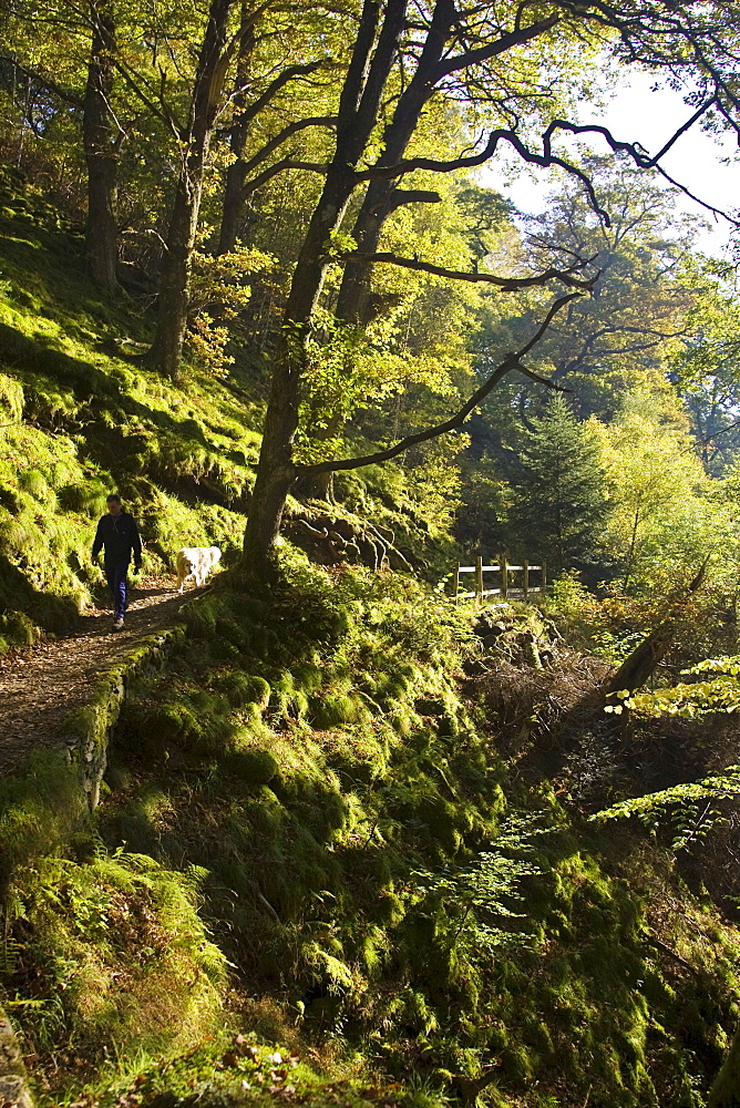 Man walks Labrador dog on footpath at Aira Beck, Lake District, England, United Kingdom