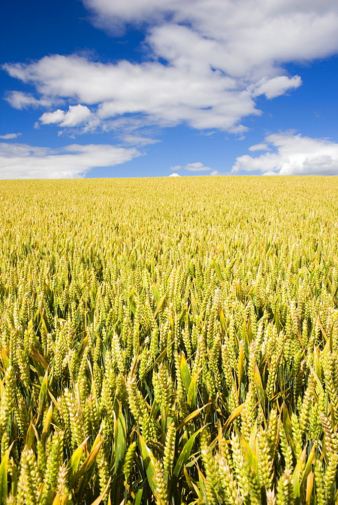 Wheat field near Temple Guiting in The Cotswolds, Gloucestershire, UK