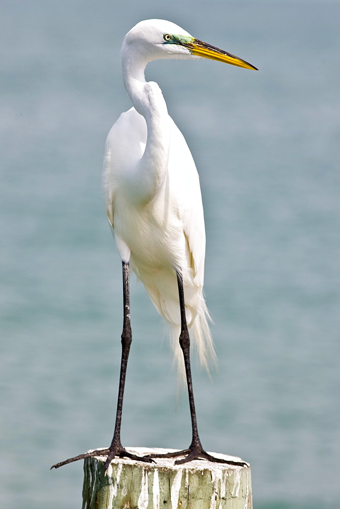 Great White Egret, Ardea alba, also known as the Great Egret or Common Egret on Anna Maria, Island, Florida, USA