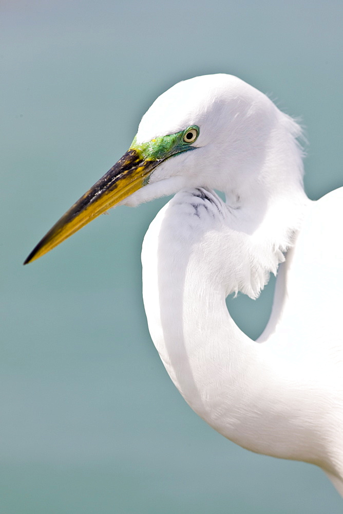 Great Egret, Ardea alba, also known as the Great White Egret or Common Egret on Anna Maria, Island, Florida, USA