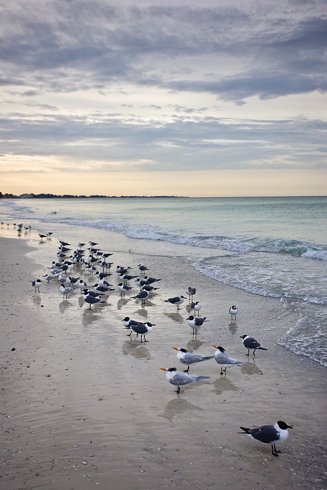 Royal terns and Laughing Gulls shoreline and beach at Anna Maria Island, Florida, USA