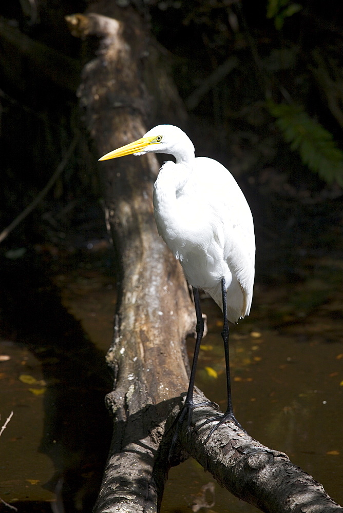 Great White Egret in glade, Florida Everglades, United States of America