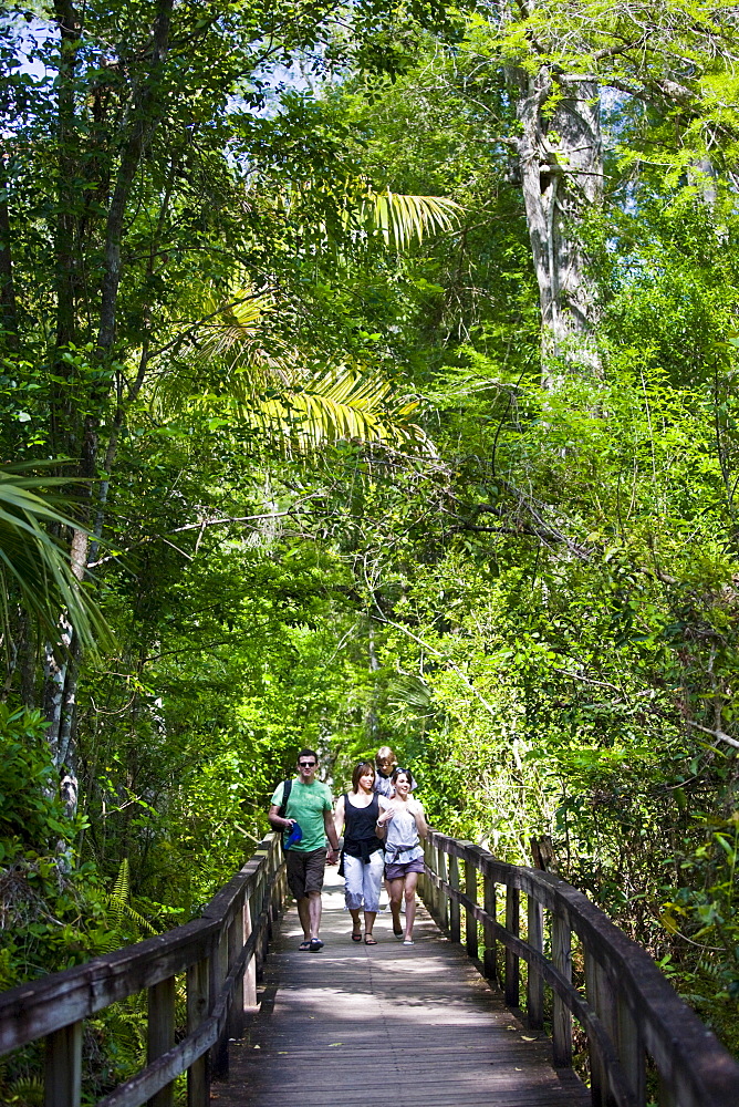 Tourists on the Big Cypress Bend boardwalk at Fakahatchee Strand, the Everglades, Florida, United States of America