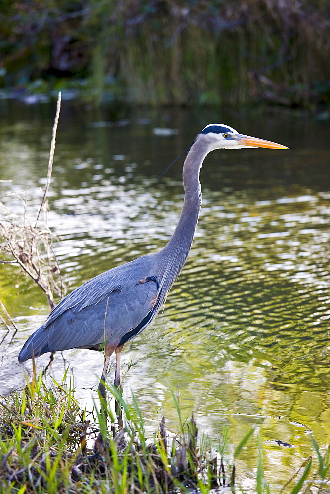 Great Blue Heron, Ardea herodias, on riverbank in the Everglades, Florida, USA