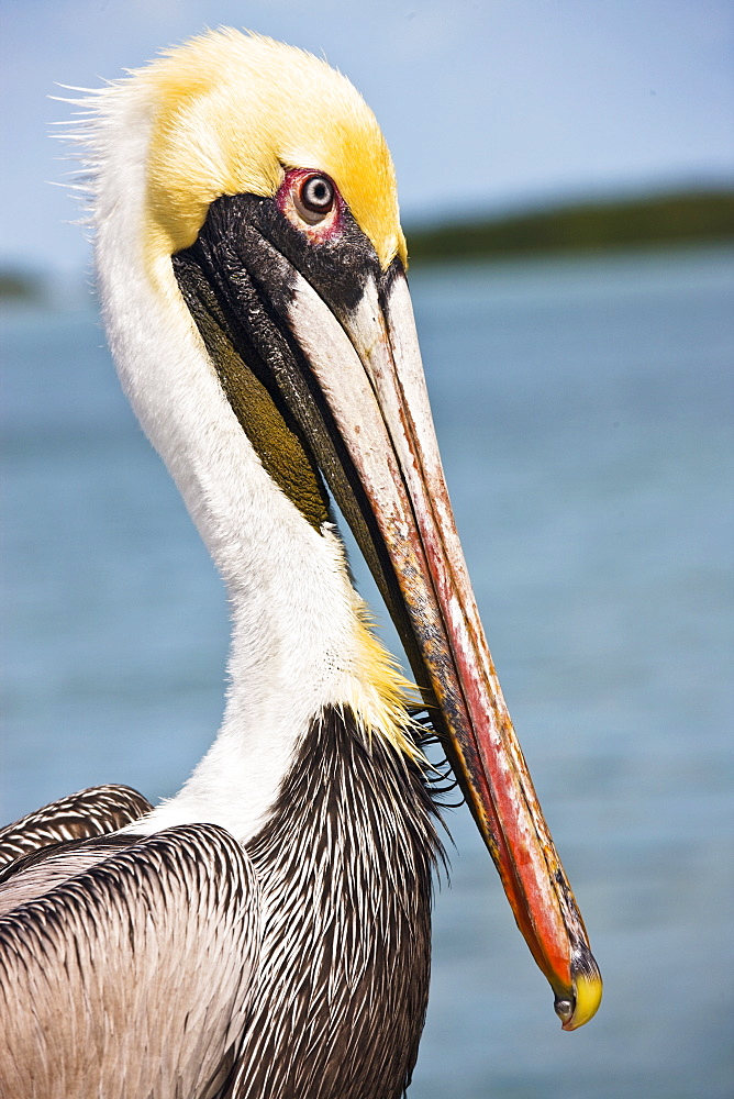 Brown Pelican, Islamorada, Florida Keys, USA