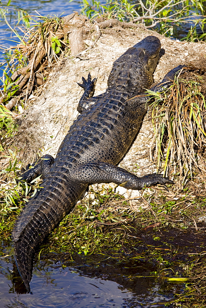 Alligator by Turner River, Everglades, Florida, USA