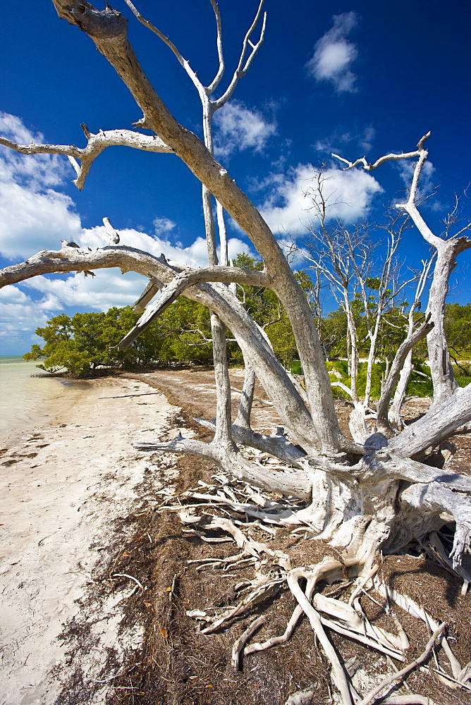 Dead sunbleached tree, Islamorada, Florida Keys, United States of America