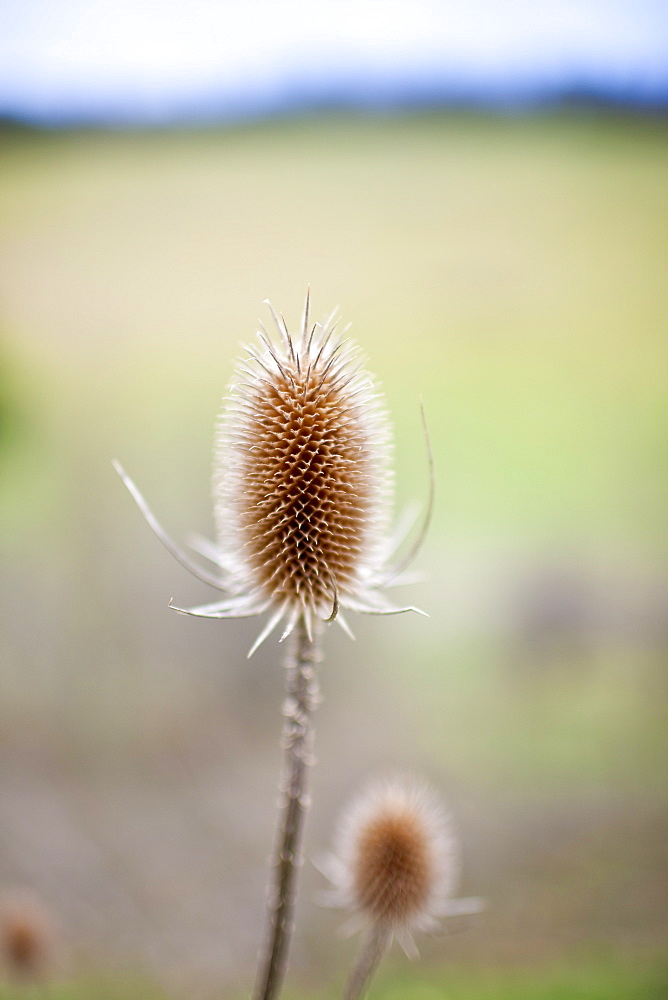 Teasel wildflower seed head in meadow, England