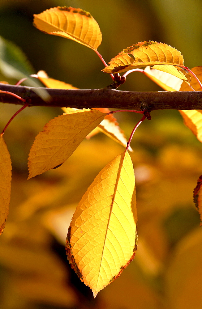 Woodland sceneduring autumn in Oxfordshire, England