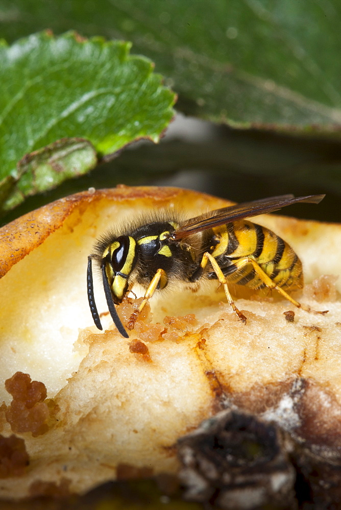 Common wasp yellow jacket, vespula vulgaris, feeding from eating apple on tree in English countryside, UK