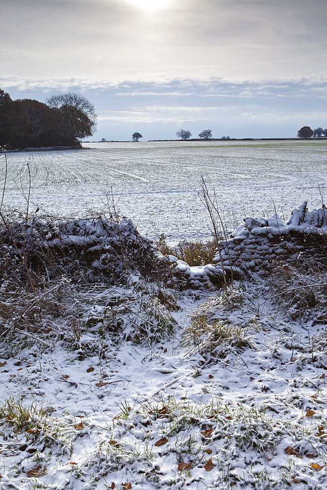 Badger shortcut in winter scene, The Cotswolds, UK