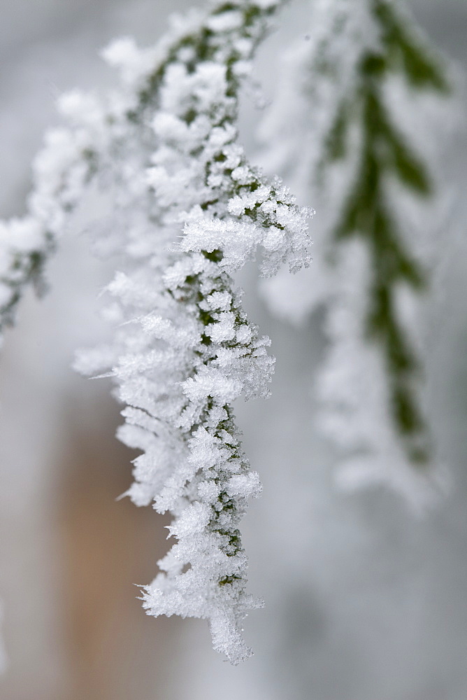 Winter scene hoar frost on fir tree in The Cotswolds, UK