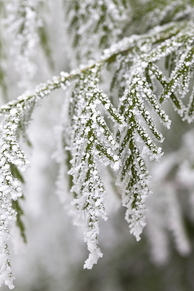 Winter scene hoar frost on fir tree in The Cotswolds, UK