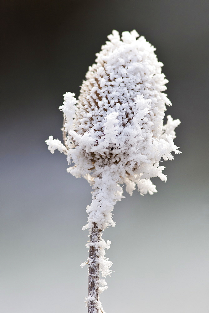 Winter scene hoar frost on teasel seed head in The Cotswolds, UK