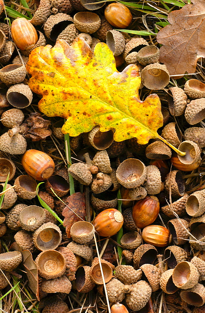 Woodland sceneduring autumn in Oxfordshire, England