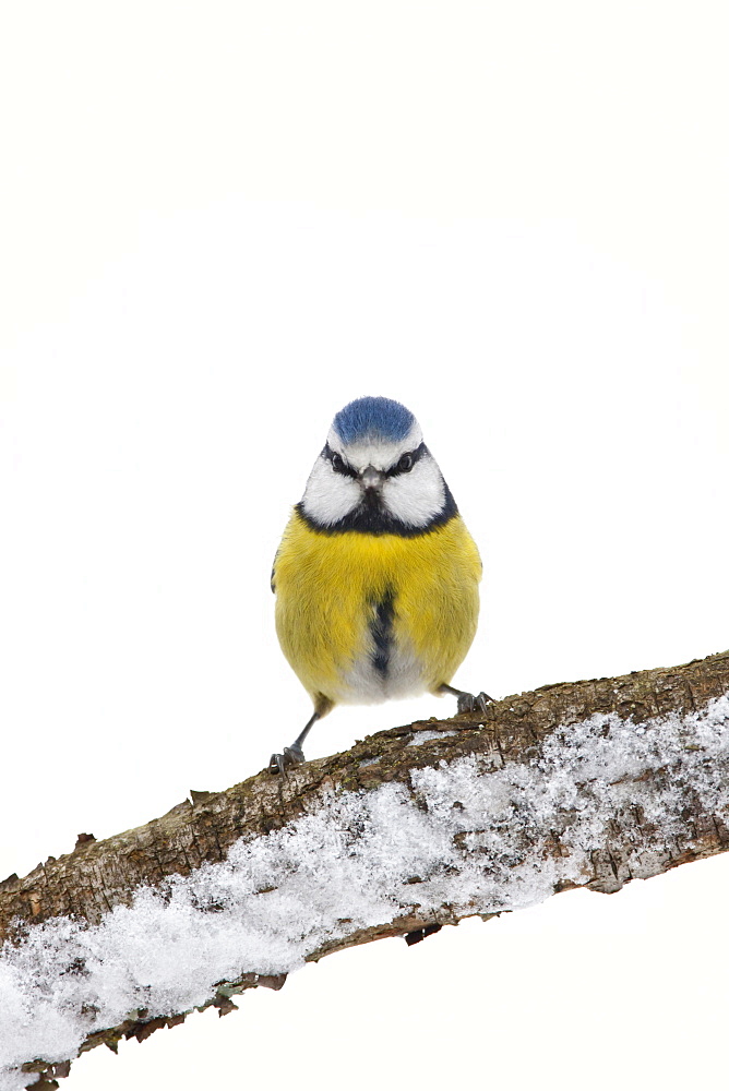 Blue tit perches by snowy slope during winter in The Cotswolds, UK