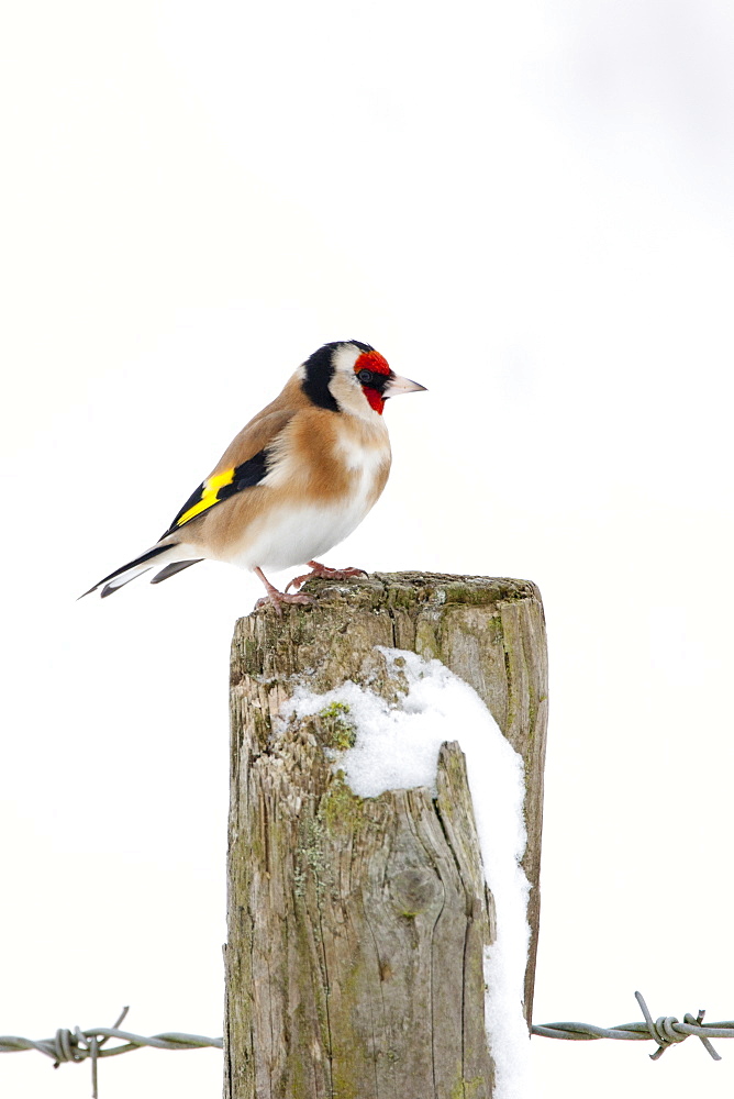 Goldfinch perches by snowy slope in winter in The Cotswolds, UK