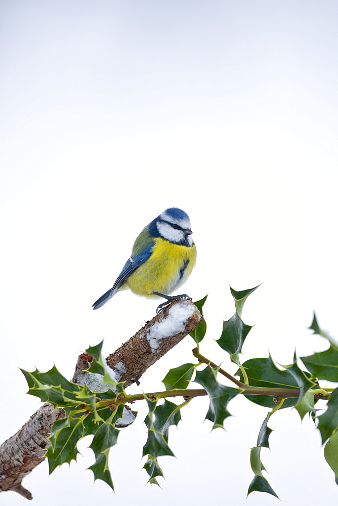 Blue tit perches by snowy slope during winter in The Cotswolds, UK