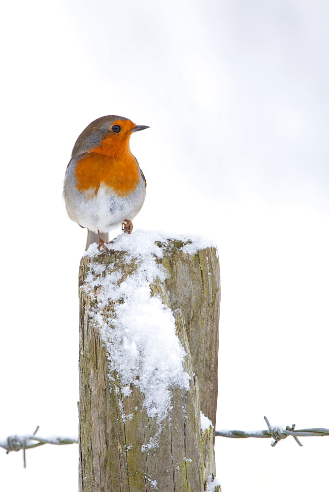 Robin on post by barbed wire by snowy hillside in The Cotswolds, UK