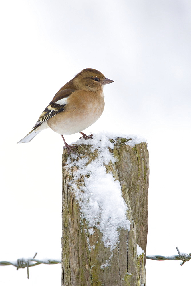 Chaffinch perches on post against snowy slope, Oxfordshire