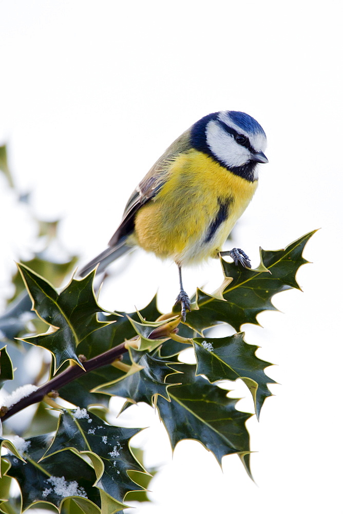 Blue tit perches in holly bush during winter in The Cotswolds, UK