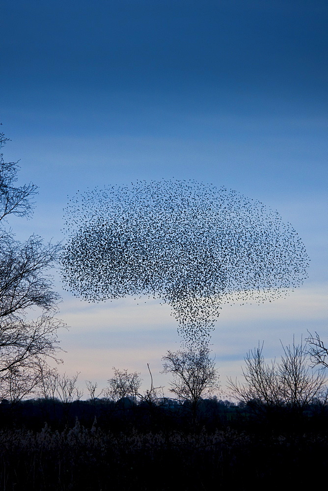 Starlings, a murmuration of a million birds, in mushroom cloud shape as they drop to roost on Avalon Marshes, UK