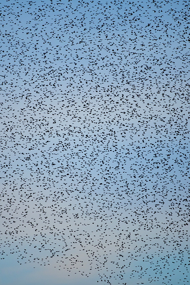 Starlings, a murmuration of a million birds gather to roost above Avalon Marshes  in Somerset, UK