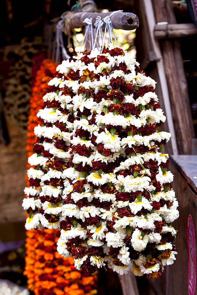 Marigolds in ceremonial Brahmin garlands at Mehrauli Flower Market, New Delhi, India