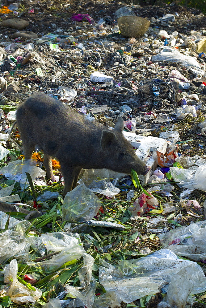 Pig Scavenging Rubbish at Mehrauli Flower Market, New Delhi, India