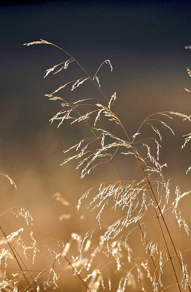 Meadow grasses, England