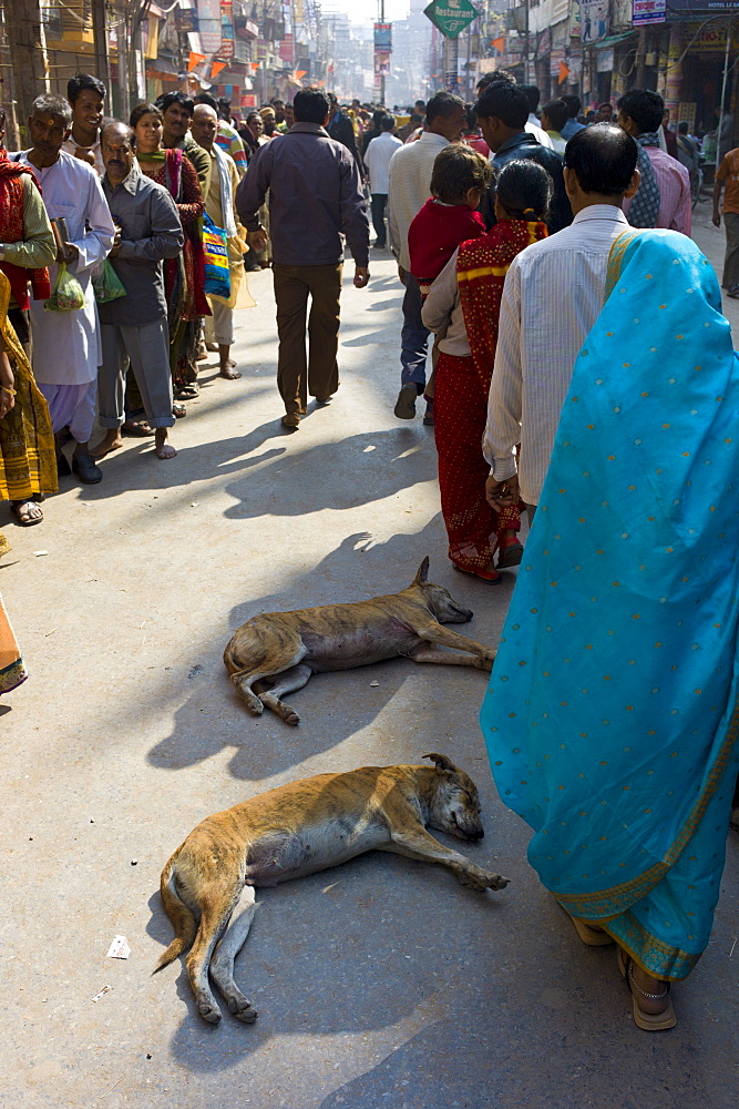 Indian Hindu men and women queue to visit Temple during Festival of Shivaratri in the holy city of Varanasi, Benares, Northern India